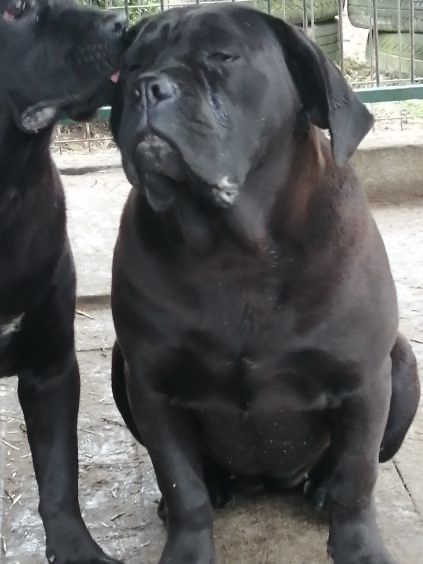 Szczeniak rasy Cane Corso Italiano