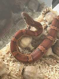 Wąż zbożowy 1,5 lat