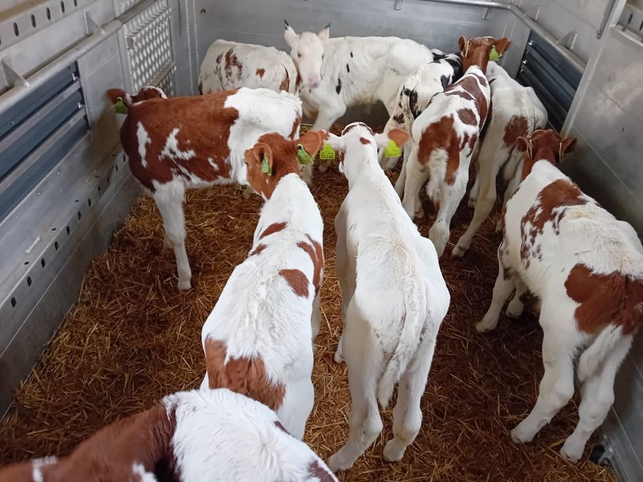 Cielaki ma mleko polecan