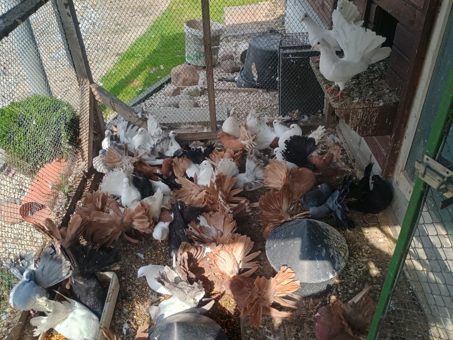 Pawiki różne kolory .