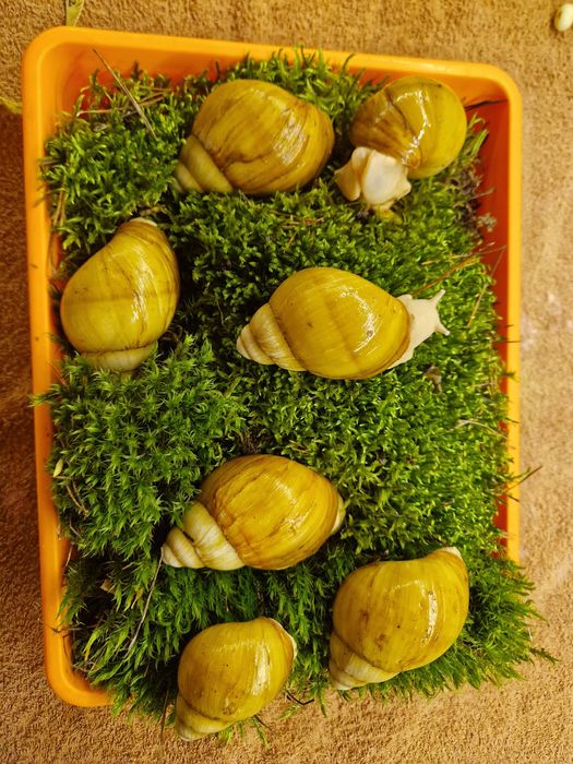 Подарунковий набір УляСет3 Ukrainian White Gold