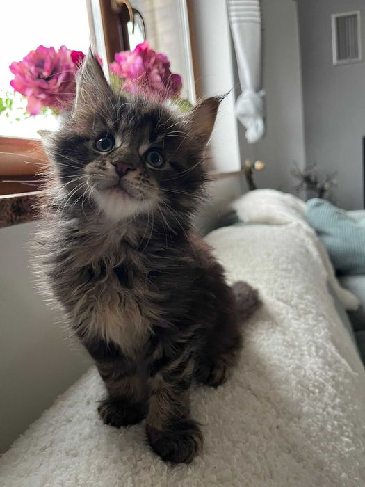 Kocurek XL Maine Coon n 23 linia shaded