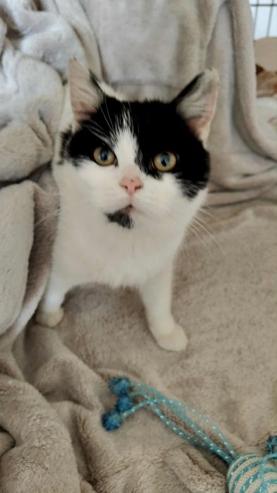 Dwie uratowane sierotki szukają domkow-do adopcji