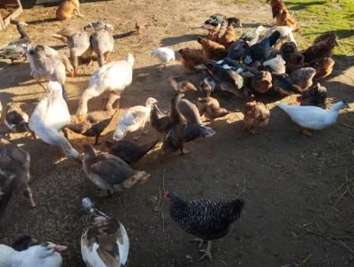 Sprzedam gesi,kaczki i kaczory