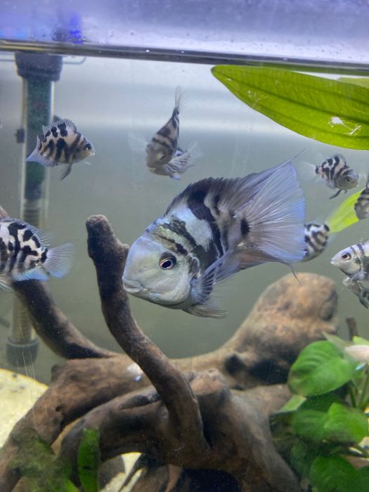 Peixes papagaio anões   blue