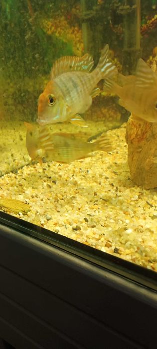 Ziemiojad Red Head Tapajos.