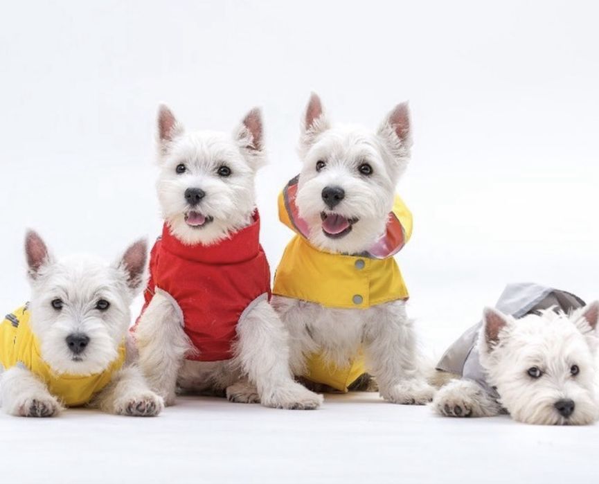 Щенки вест хайленд уайт терьер