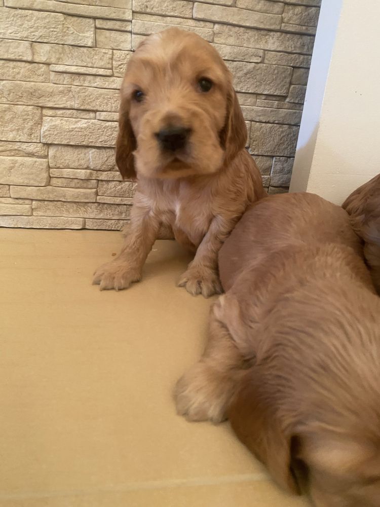 Szczenię cocker spaniel angielski
