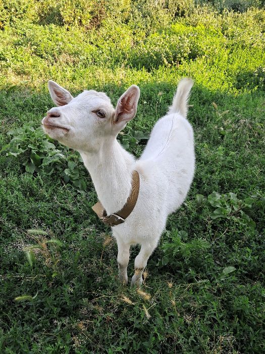 Кози високоудойні