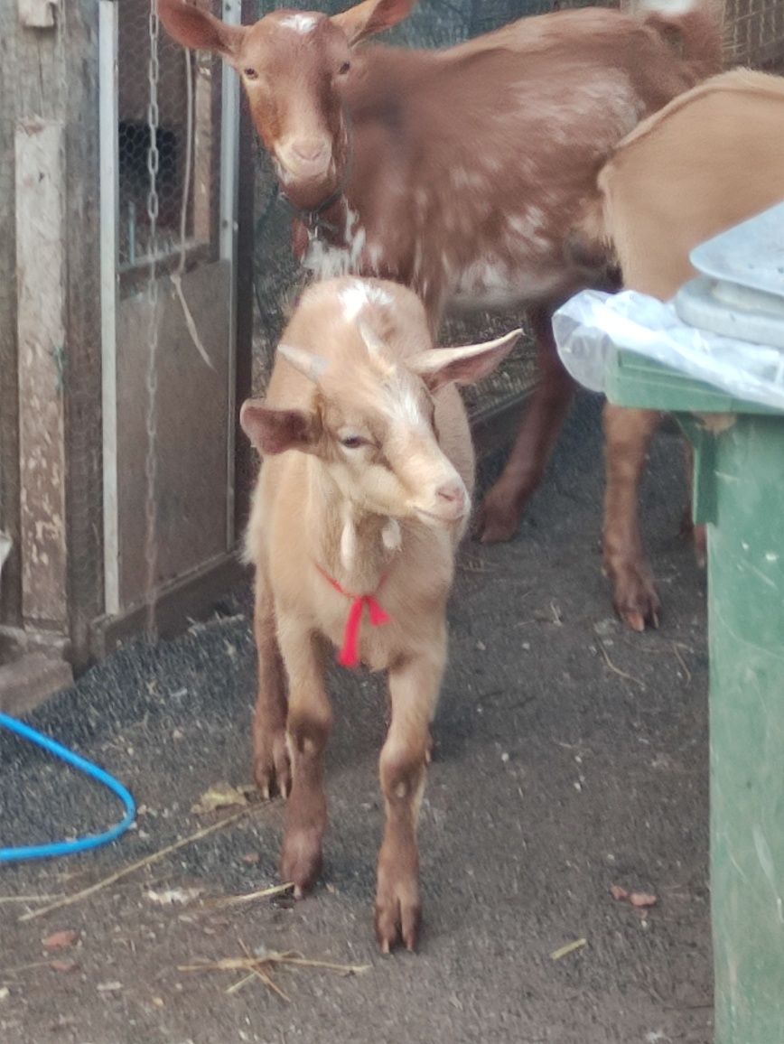 Casal de cabritos, vendo juntos ou separados