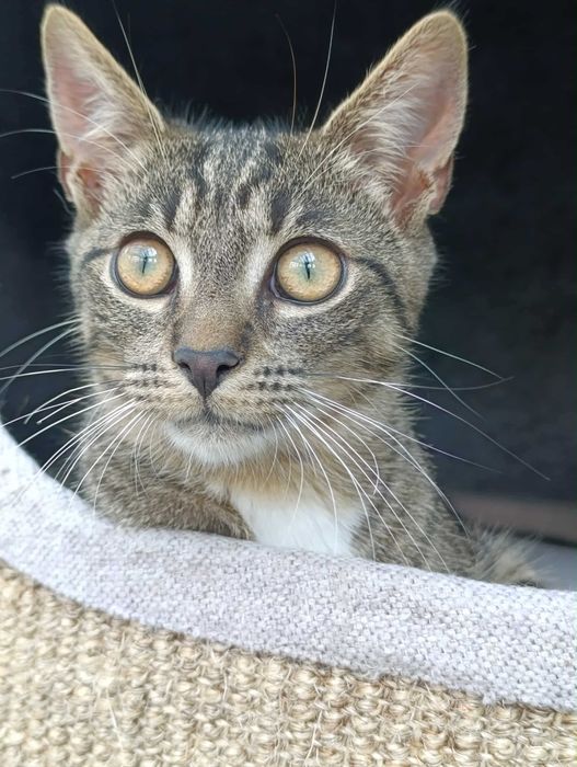 Ptyś - słodziak do adopcji