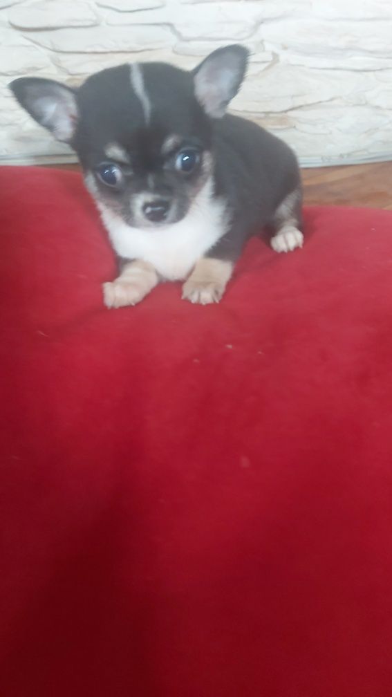 Chihuahua Trikolor piesek