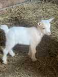 Cabras micro Anãs da quinta