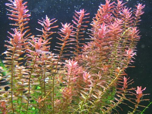 Rotala indica (wybarwiona na różowo)