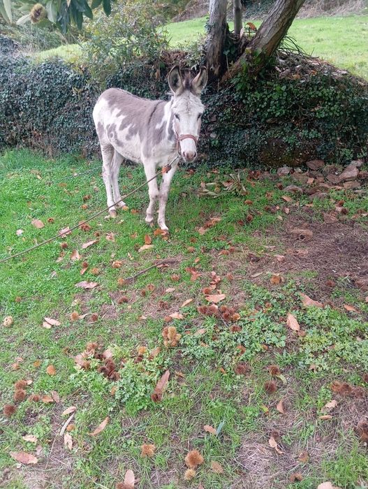 Vendo casal de burros
