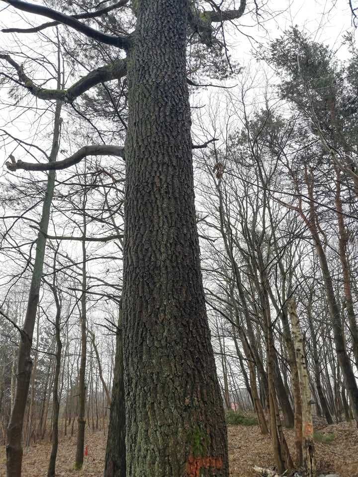 Dąb , Jesion kłoda dębowa