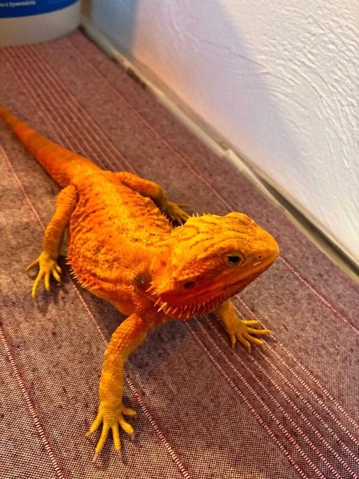 sprzedam agamy brodate