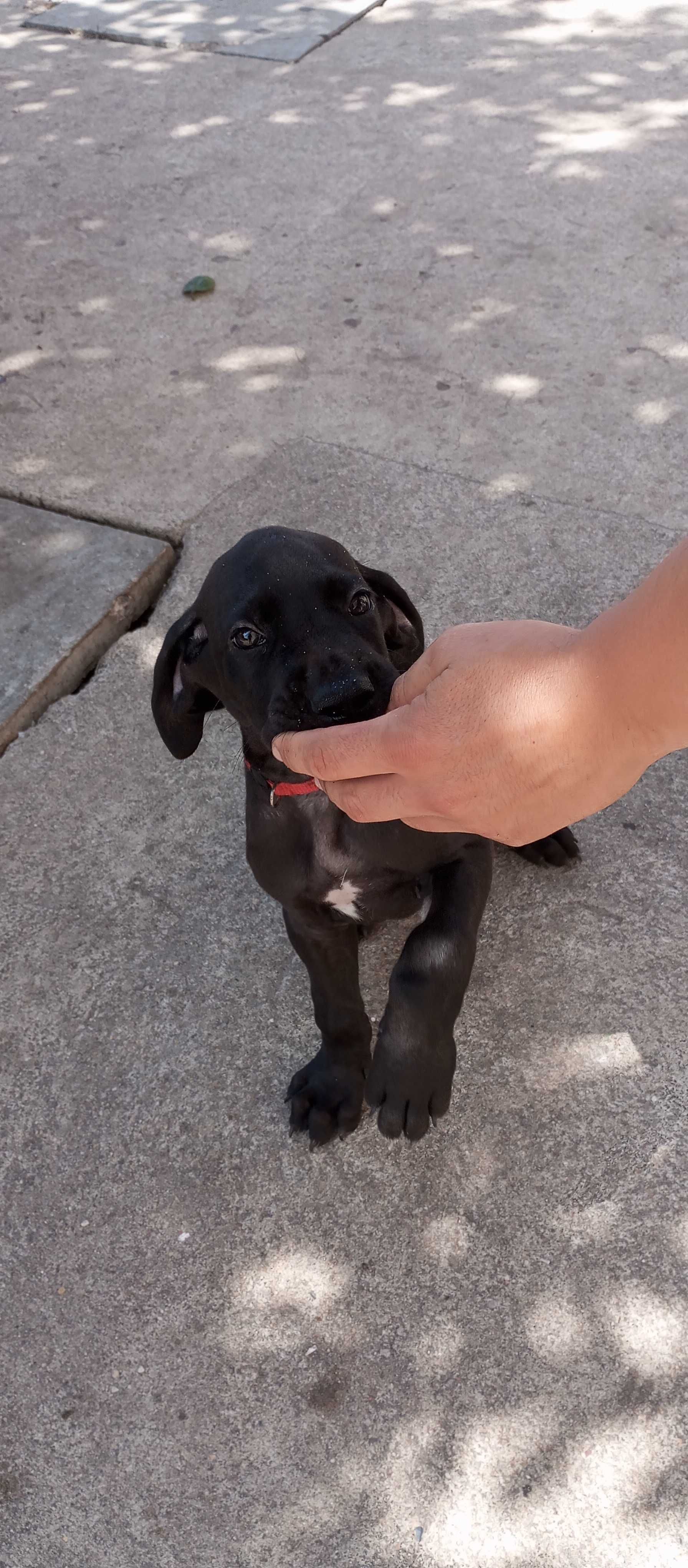 Dogue alemão 2 meses