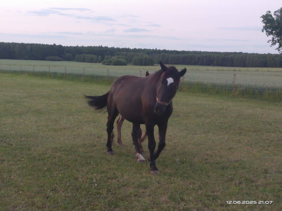 Klacz slaska ze zrebakiem