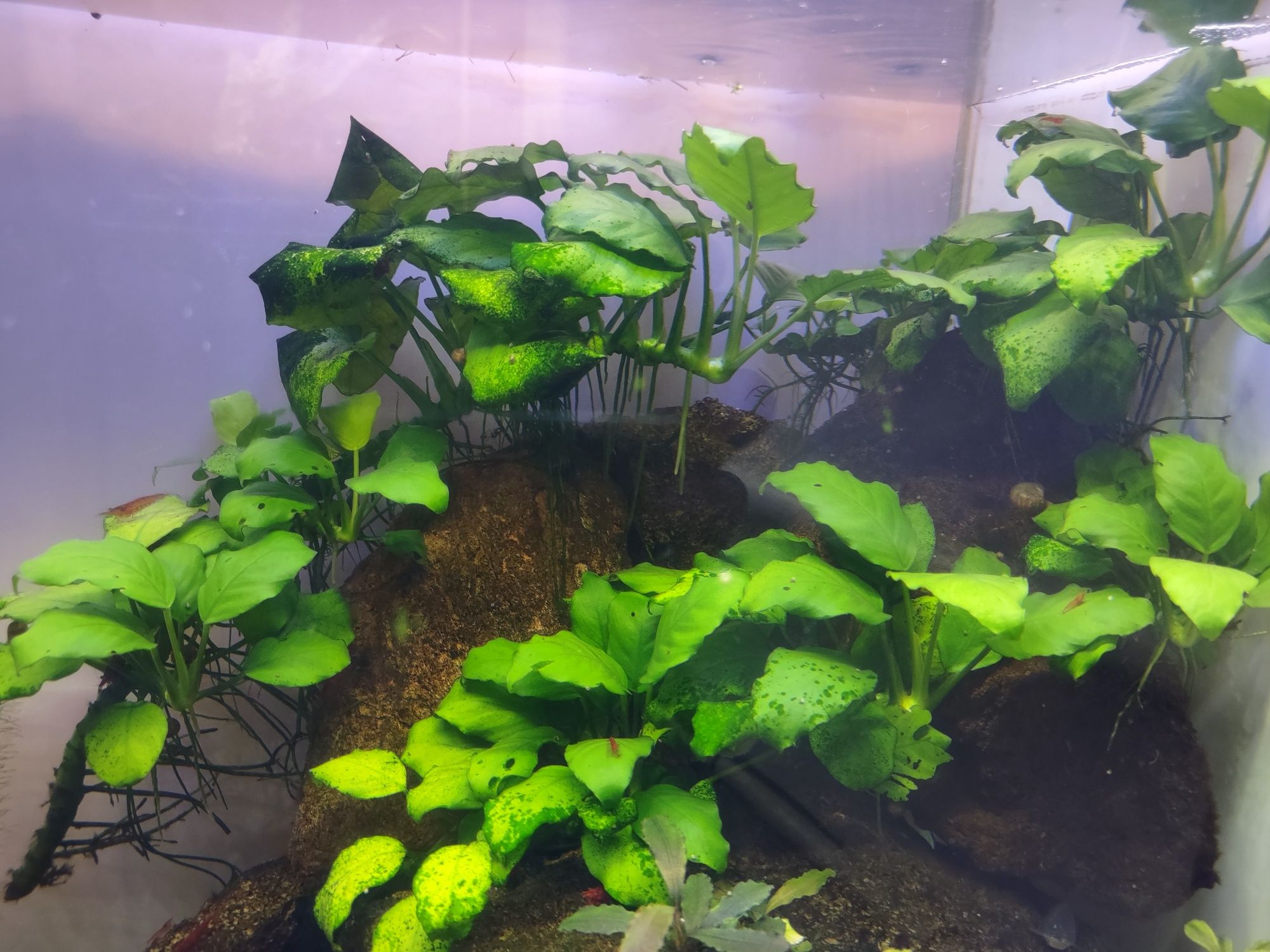 Rośliny akwariowe-Anubias Barteri Nana