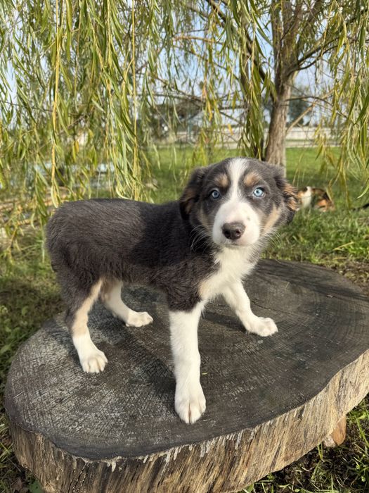 Border Collie Azul Lindo