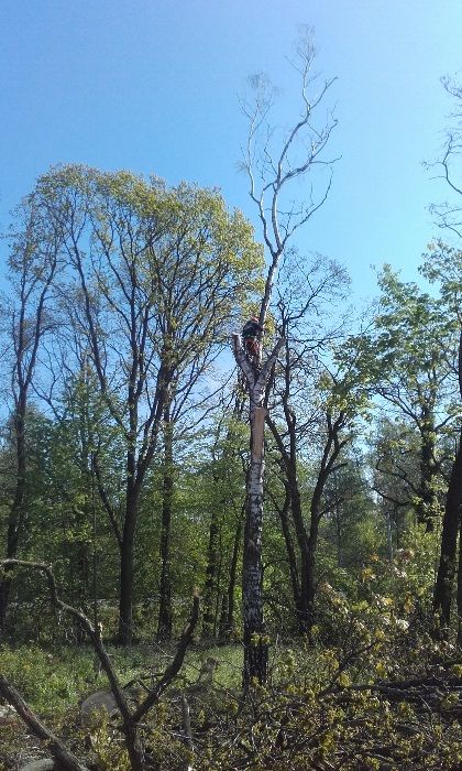 drewno drzewo kominkowe opałowe Bełchatów Łódź Pabianice  Konstantynów