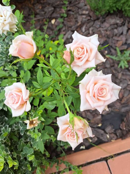 Троянди, Розы, квіти, цветы, гвоздика, бересклет, георгины, растения