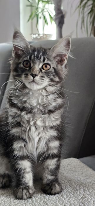 Maine Coon Nad Stawami
