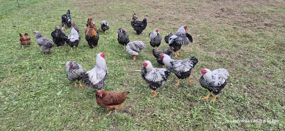 Wyandotte srebrnołuskowane koguty