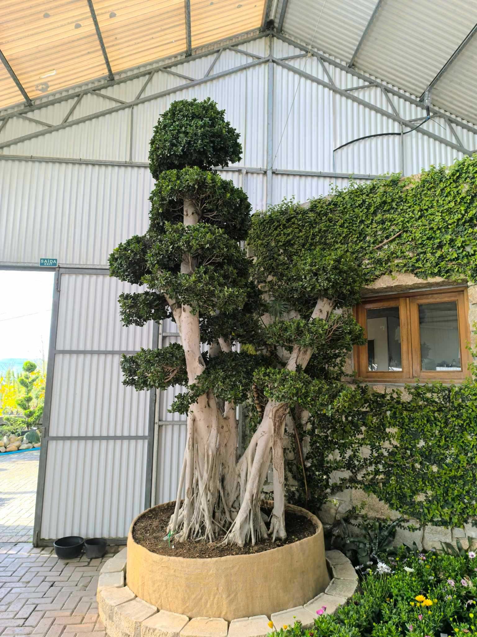 Ficus microcarpa em Bonsai