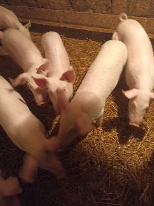 Продам малих поросят +-15 кг.