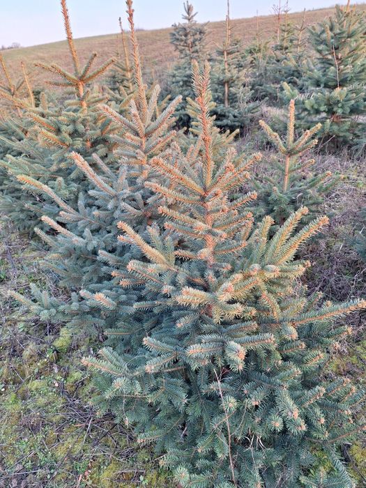 Sadzonki świerka srebrnego