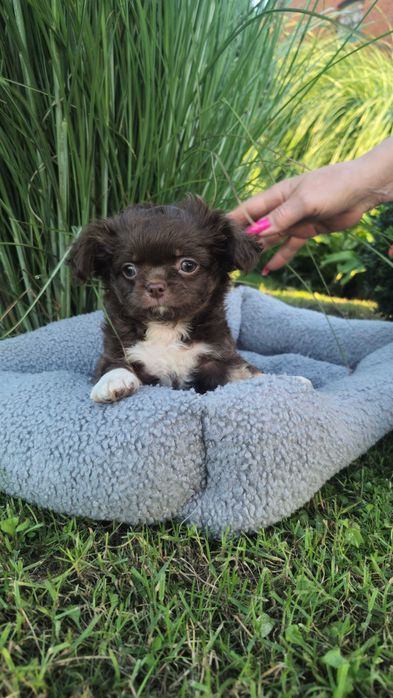 Chihuahua długowłosy