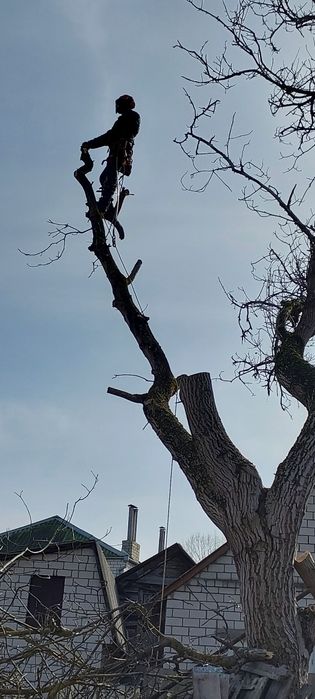 Зрізання та обрізка дерев. Арборіст