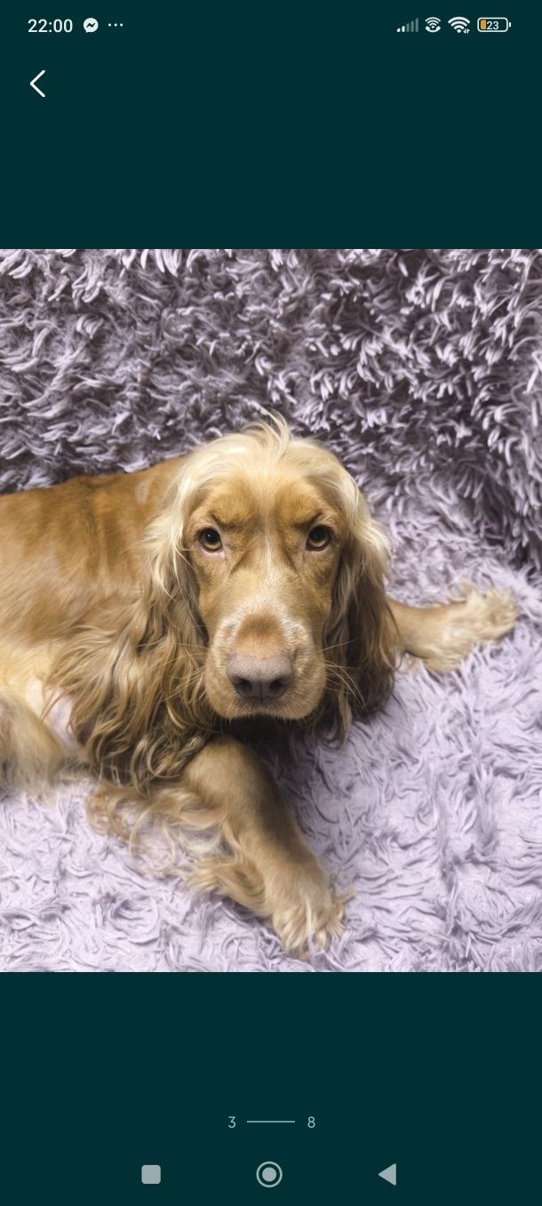 Cocker spaniel angielski samiec blue roan