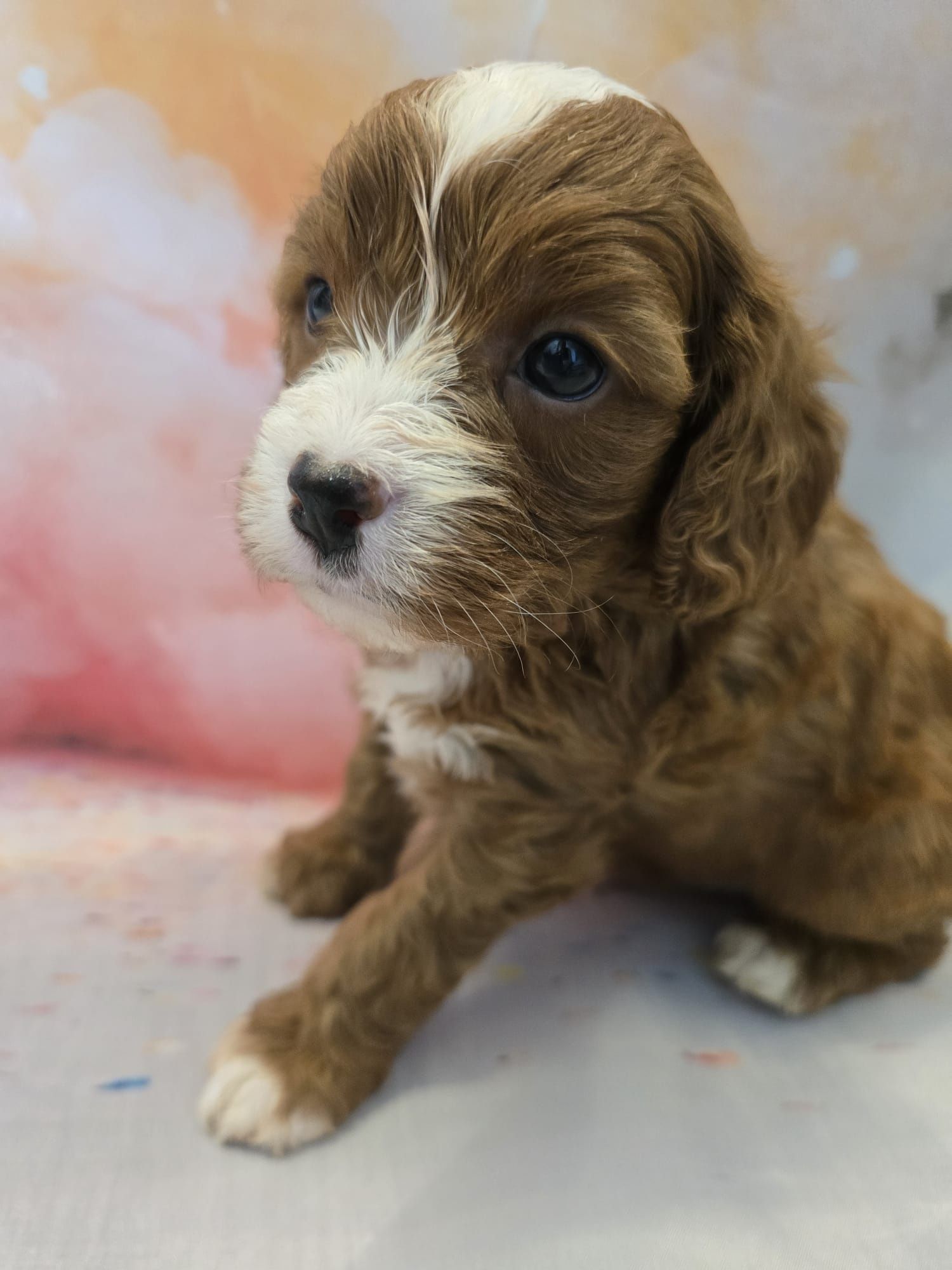 Cavapoo śliczny szczeniak