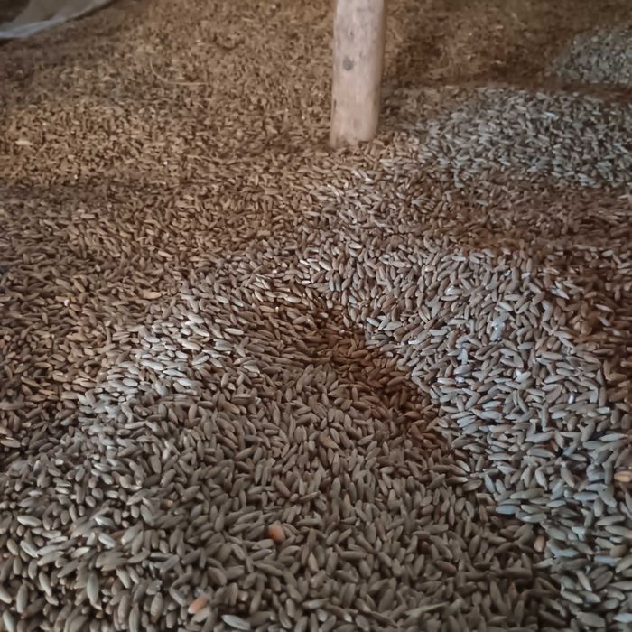 Pszenżyto , pszenica ozima owies  siano w kostkach sprzefam