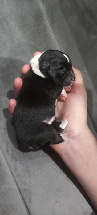 Pieski szukają nowego domu