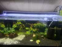Akwarium 54l Lampa + Filtr