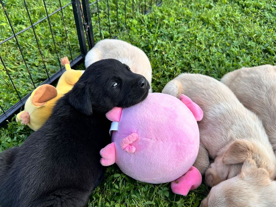 Piesek Labrador Retriever , ksiażeczka zdrowia, rodowód, umowa