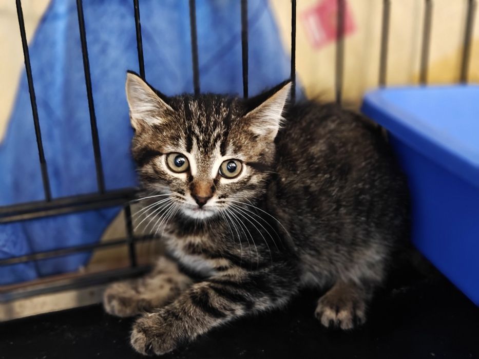 Табі кошеня Бося, 2 міс. Полосате кішечка, кішка.