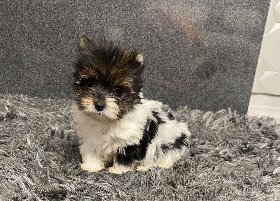 York biewer tricolor suczka xs mini