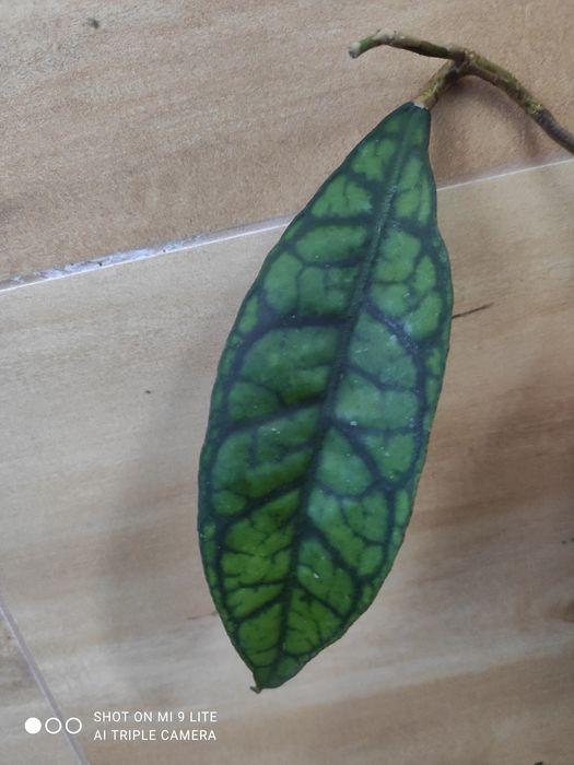 Hoya calistophylla Black indonesia