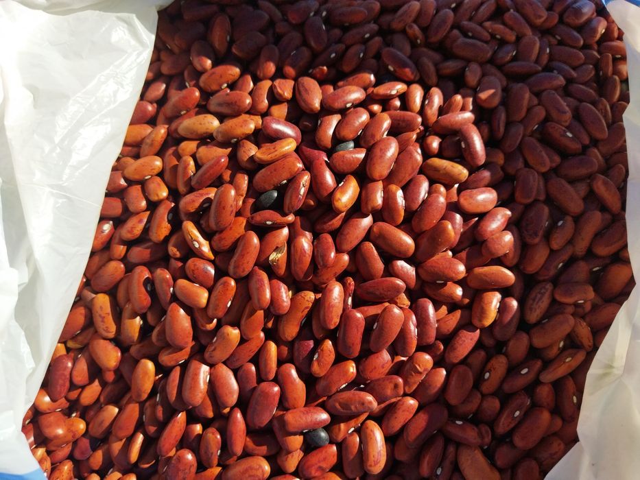 Feijão Biológico  a 2 Euros O Quilo