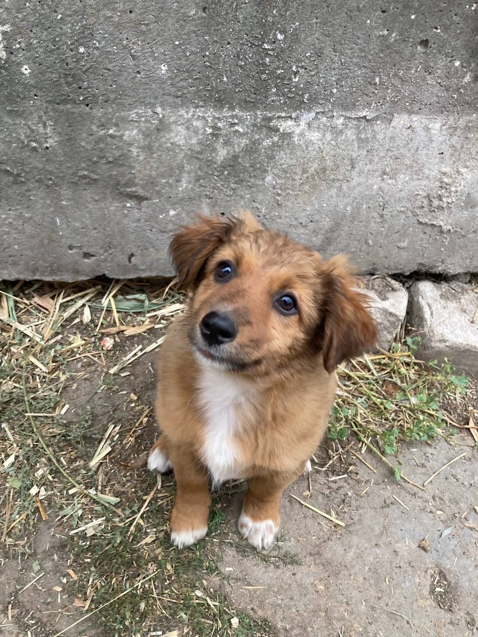Песики шукають люблячу родину