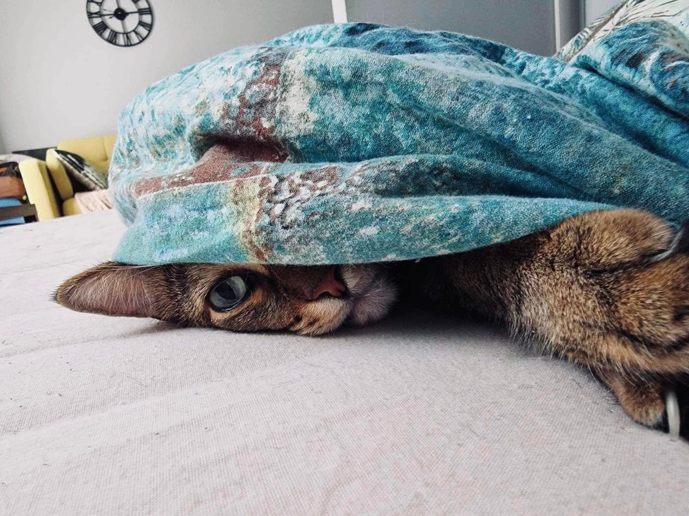 Kotek tomon szuka romu do adopcji