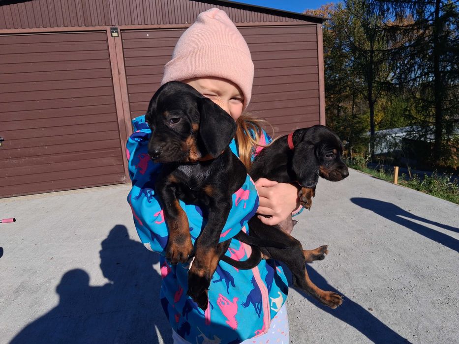 Gończy Polski Szczeniak