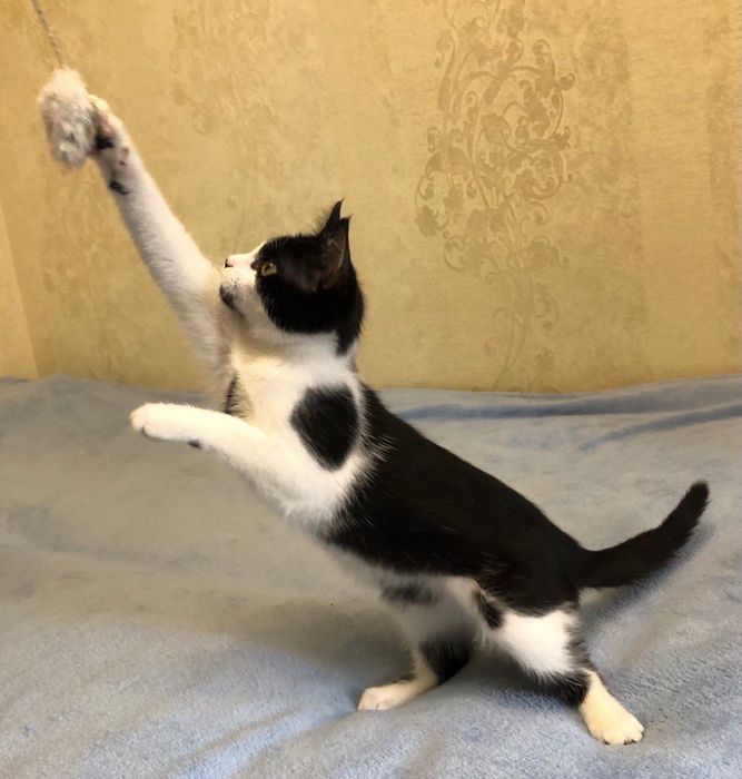 Отдам котёнка бесплатно