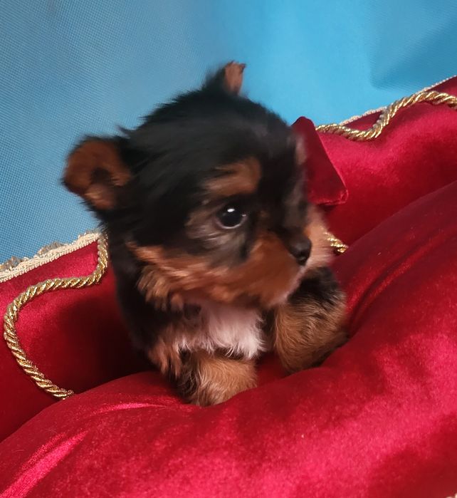 Yorkshire Terrier sunia