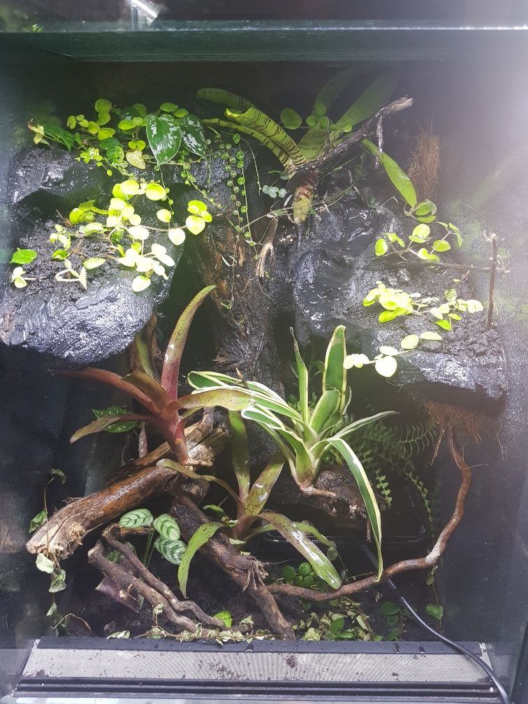 Terrarium 40x40x60 gekon